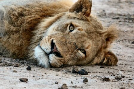 Watch: Rare Footage of Vomiting Lion Looks Like Cat