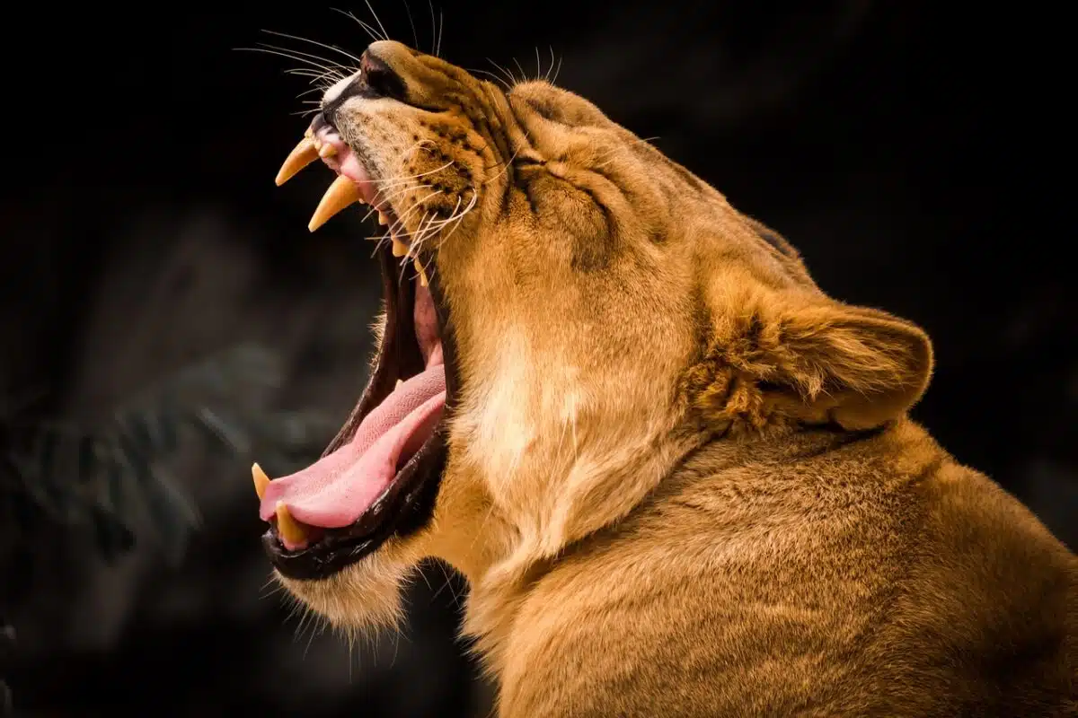 lioness growling