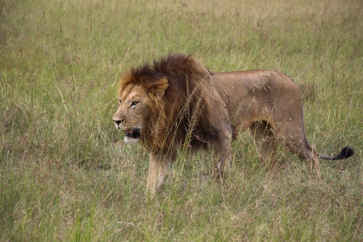lion stalking prey