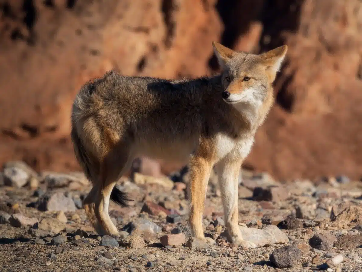 man saves coyote
