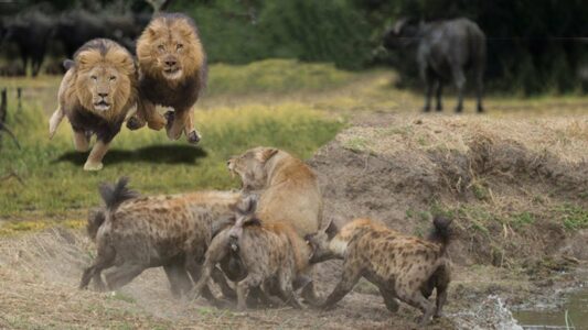 Young Lion Protects Siblings from Wild Hyenas
