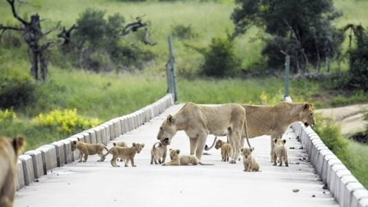 Watch this rare sight; Bridge Overloaded with Cute Lion Cubs
