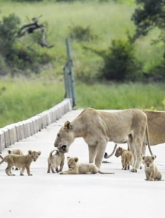 Watch this rare sight; Bridge Overloaded with Cute Lion Cubs