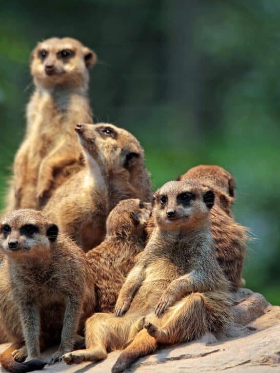 How Meerkats Take Turns as Sentries to Protect Their Colonies