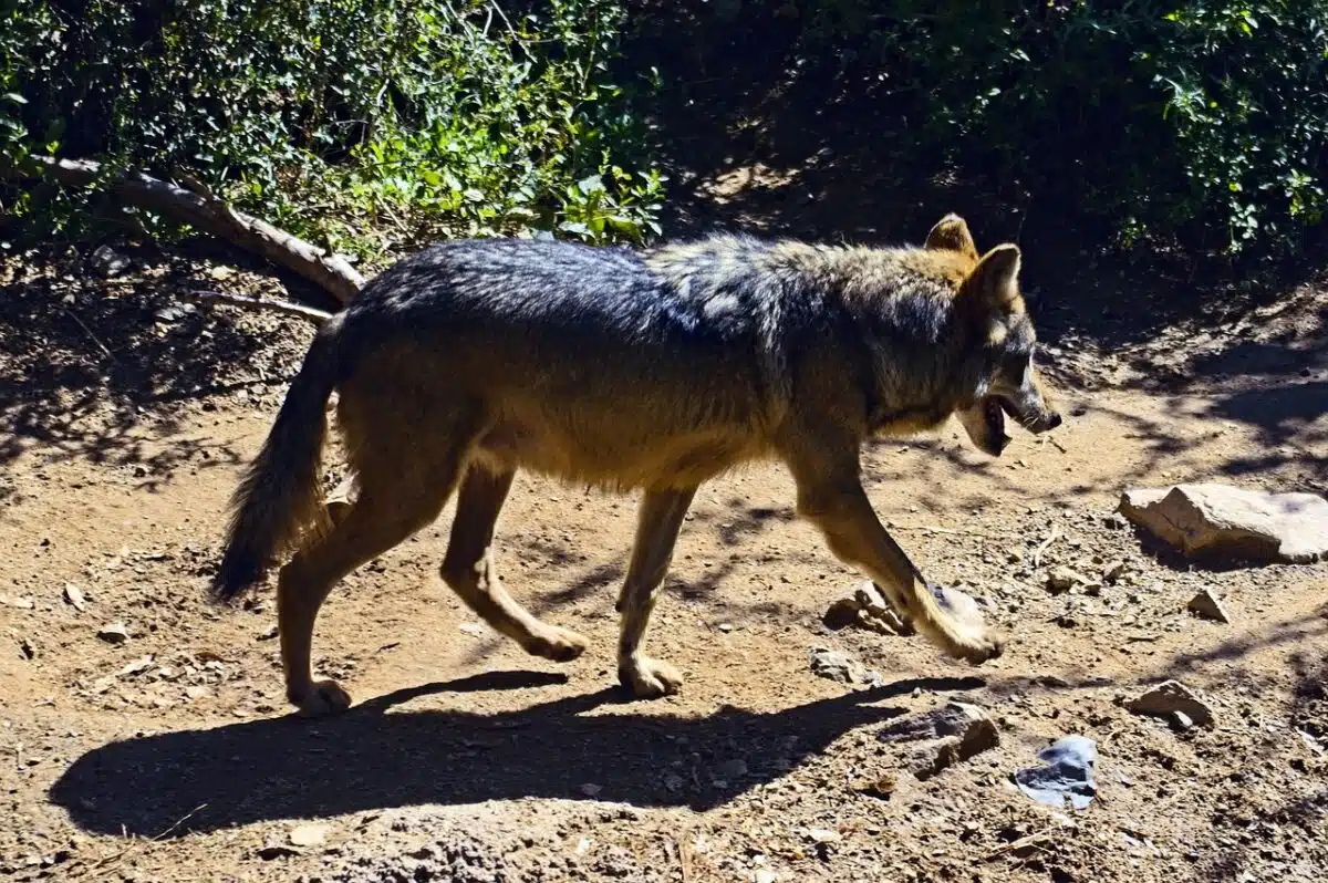 the most endangered wolf
