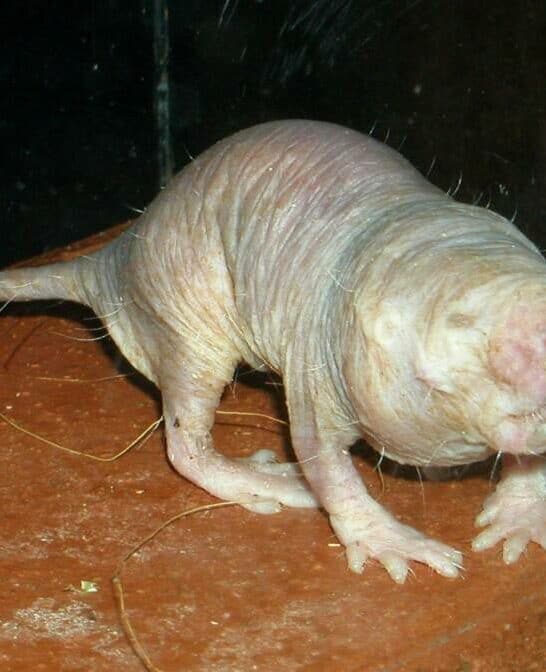 What Scientists Are Learning From “Immortal” Animals