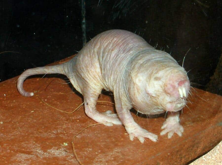 Scariest Animals Ever