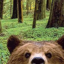 Trail Camera Captures Portraits of Bears