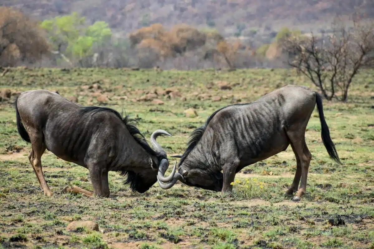 Gnus
