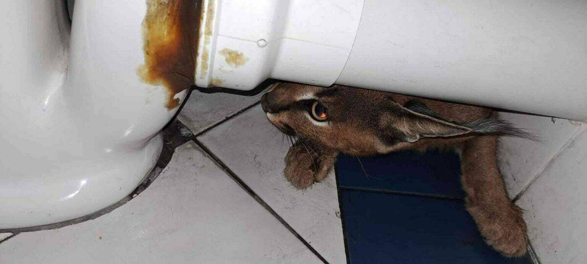Animal Found Hidden in the Bathroom