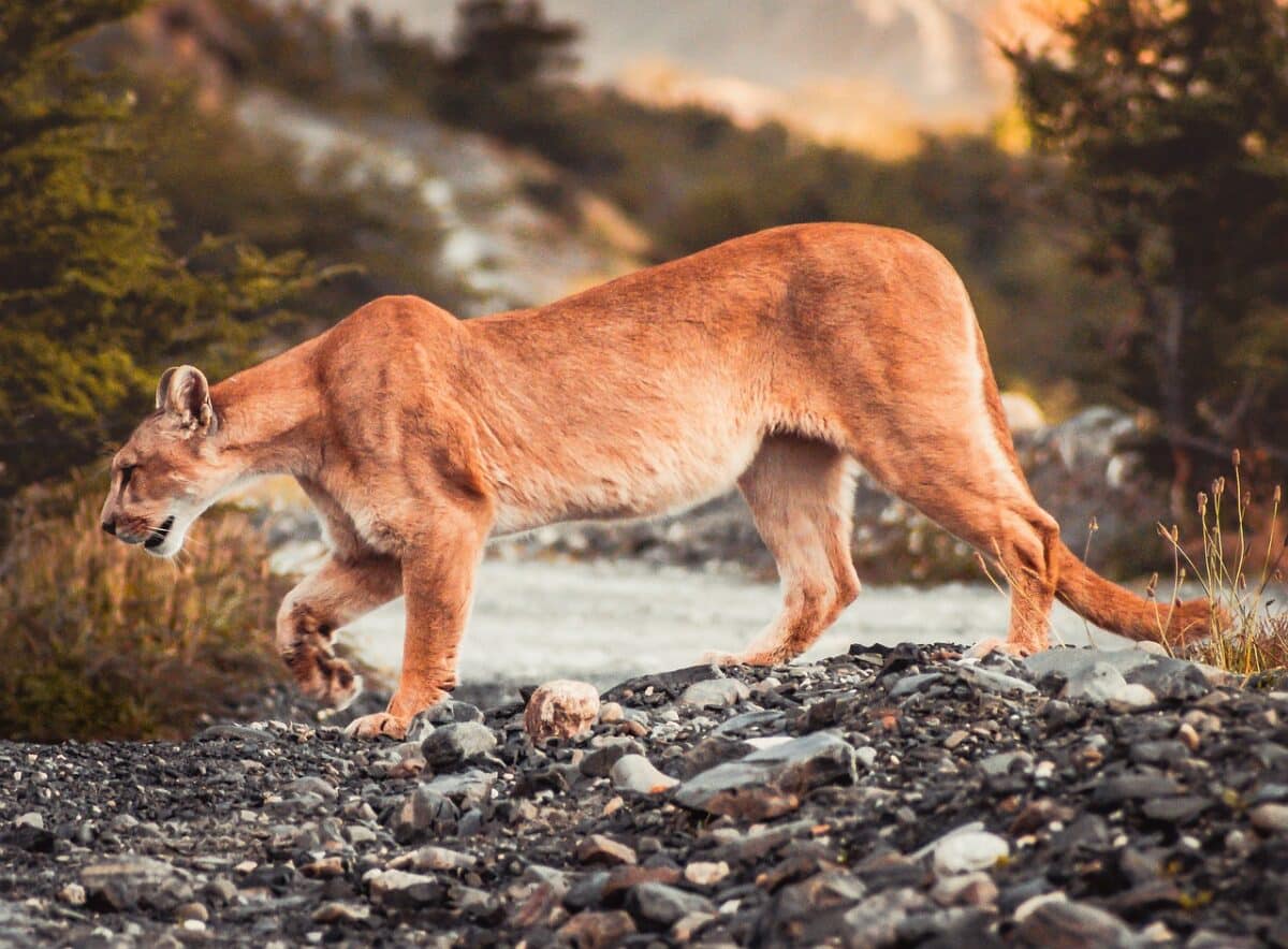 mountain lion