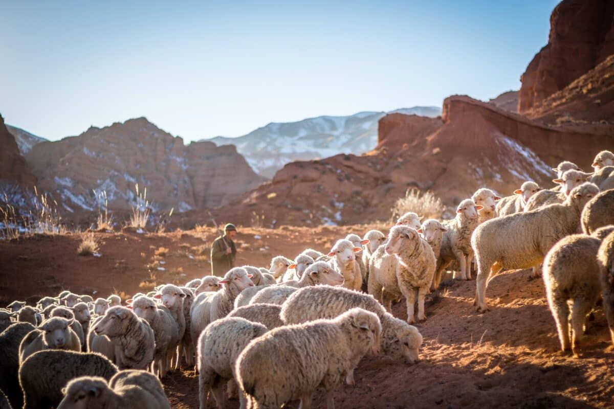 flock of sheep on mountain