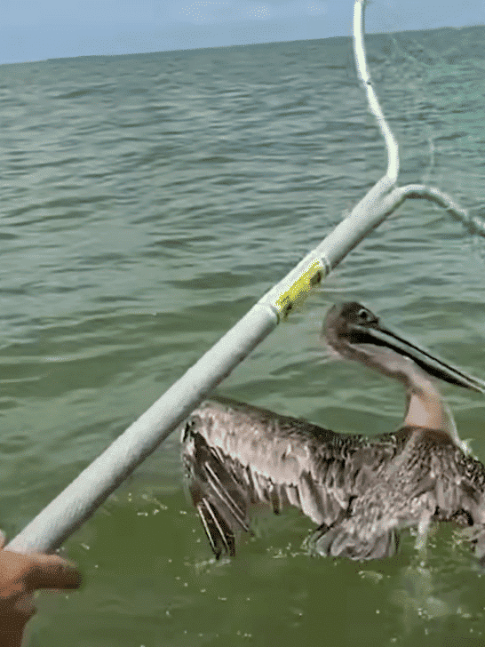Watch: A Group of Fishermen Work Together to Save a Pelican.