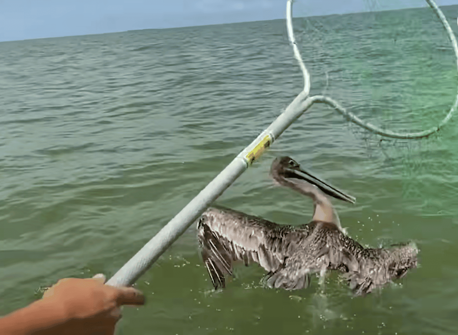 Pelican is captured by a net to be saved from fishing line