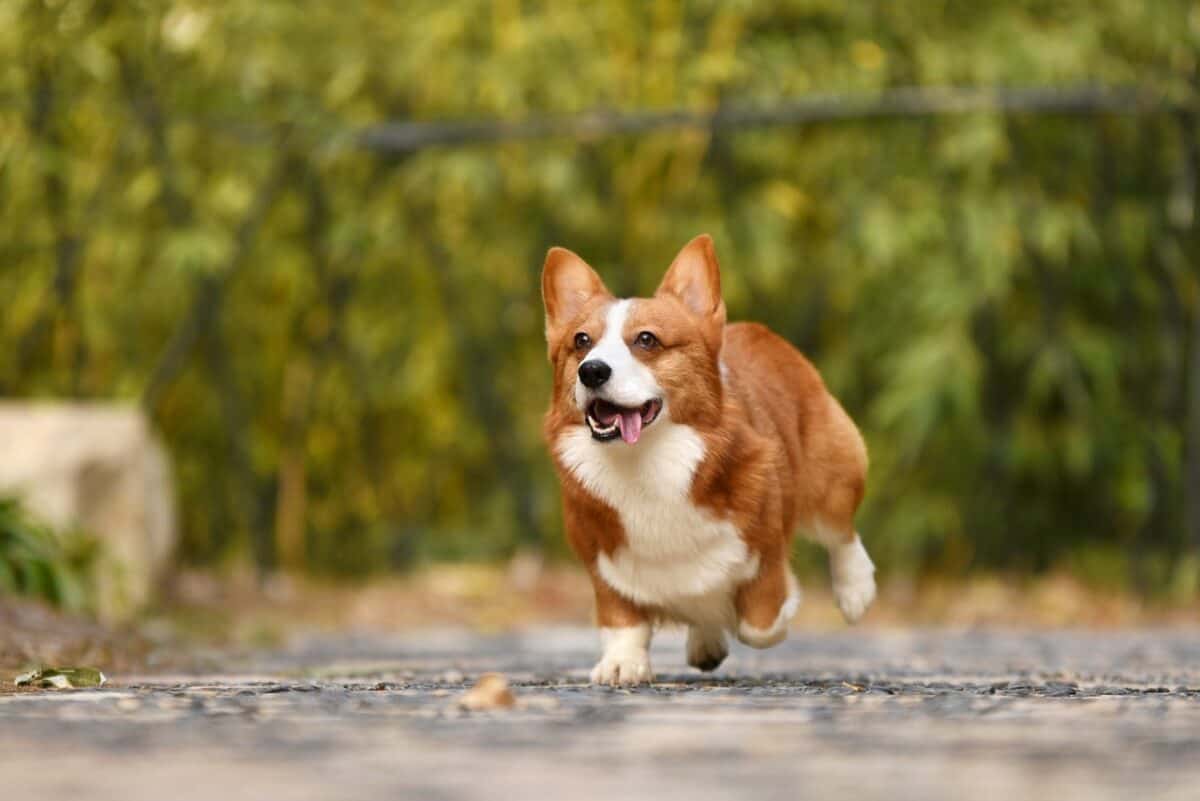 corgi