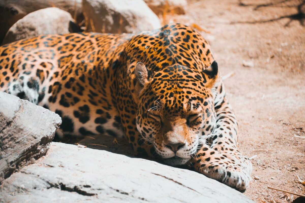 jaguar sleeping