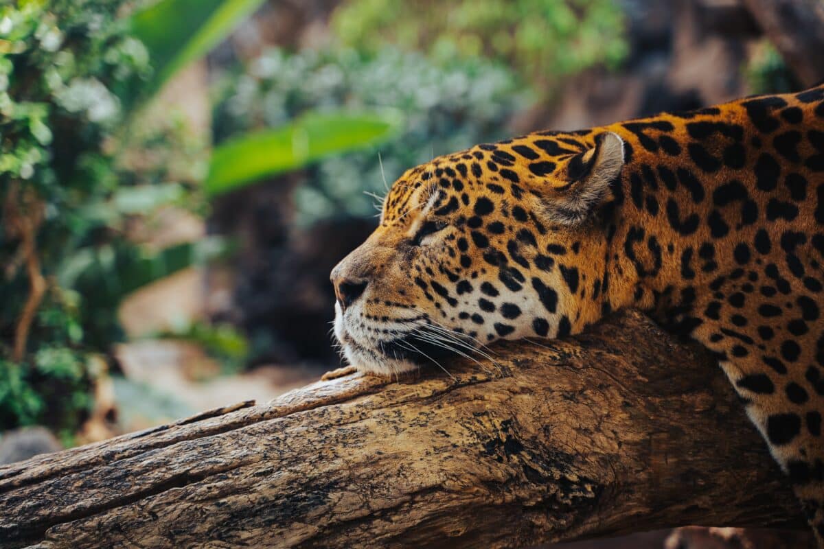 wild jaguar sleeping