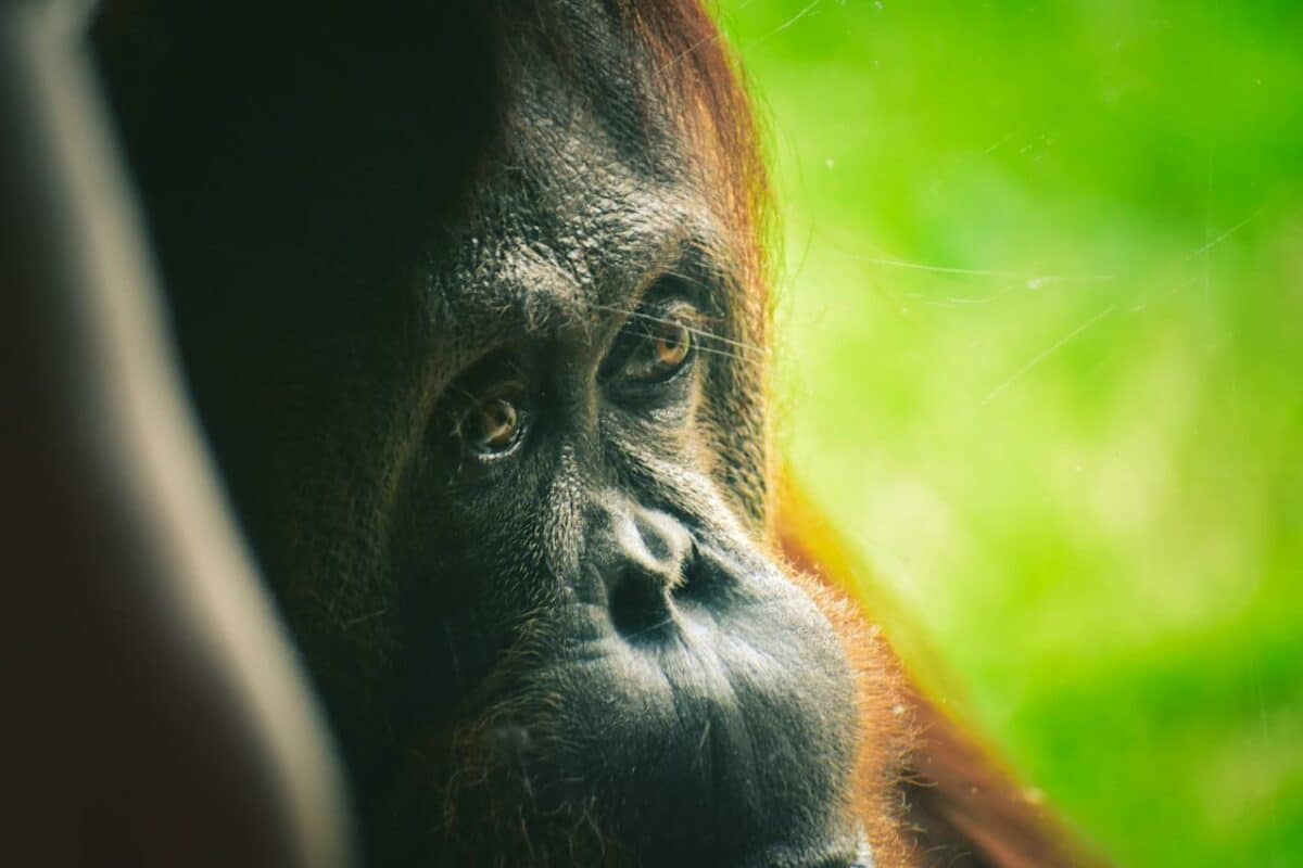 portrait of orangutan