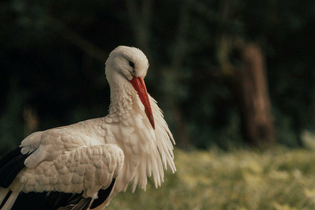 stork grooming