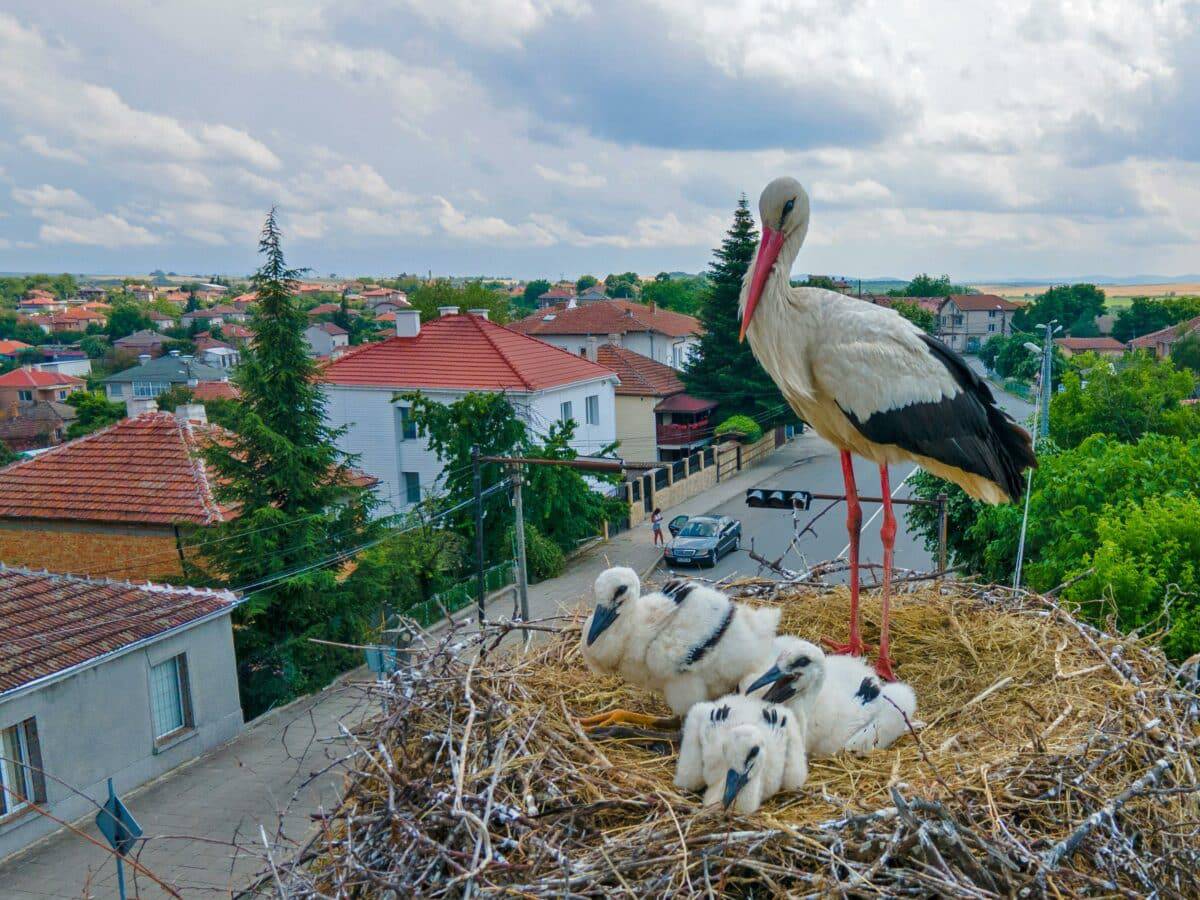 stork nest chicks