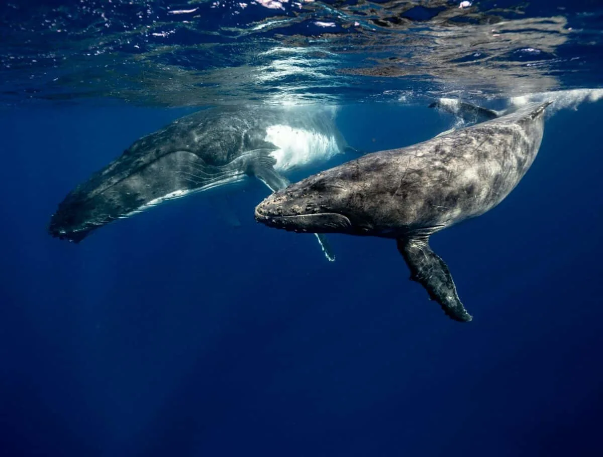 humpback whale conversation