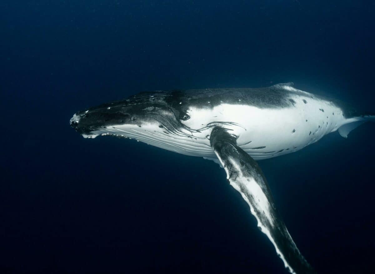 humpback whale conversation