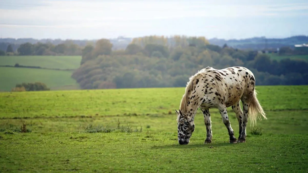 horse sees grass