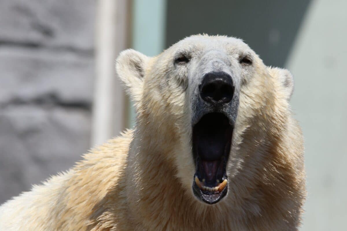 polar bear yawn