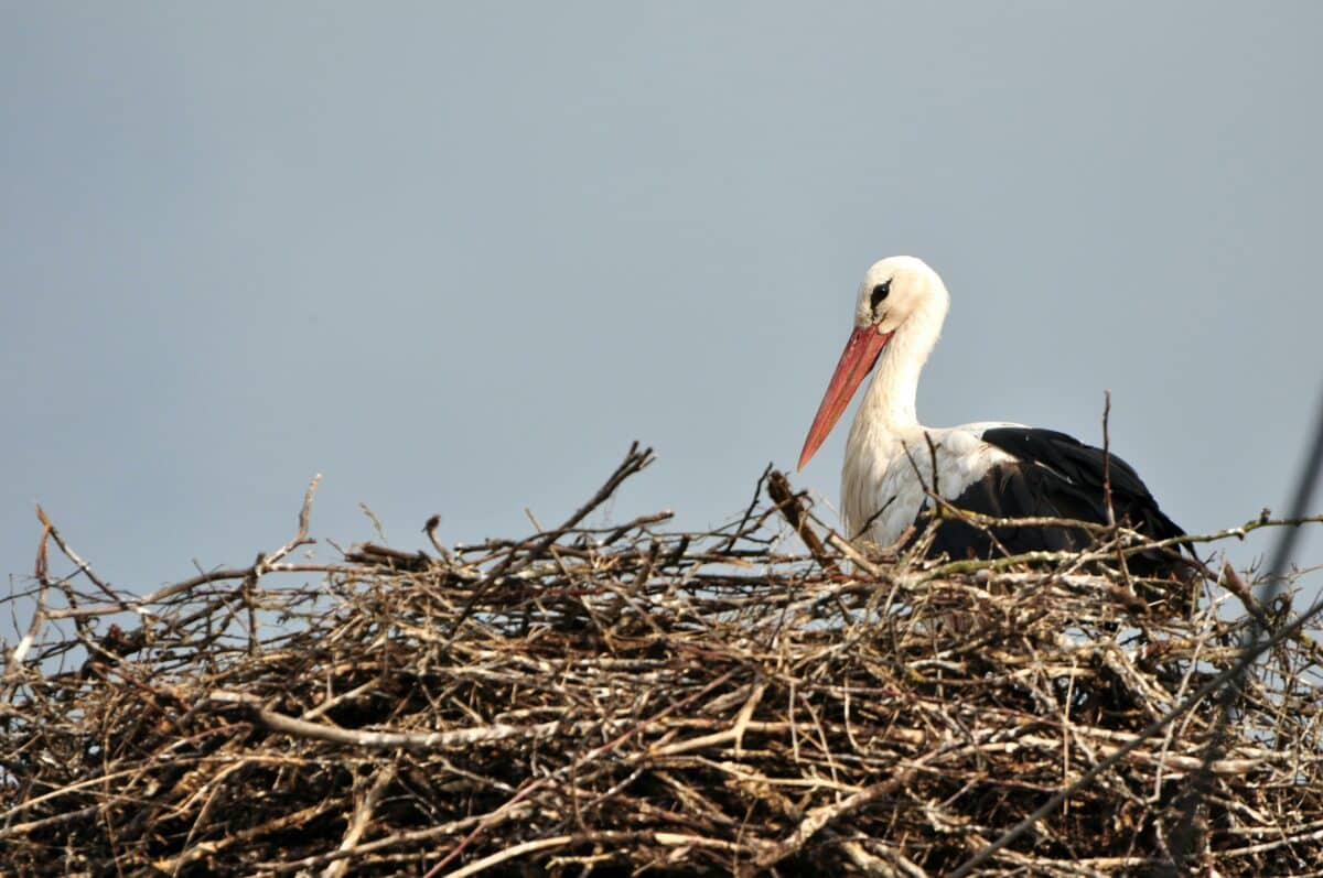 stork nest