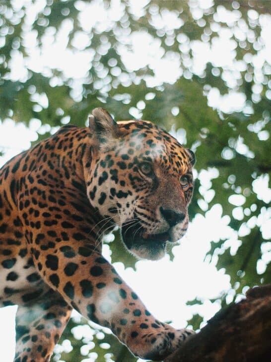New Species of Wild Jaguar in Arizona, All the Details