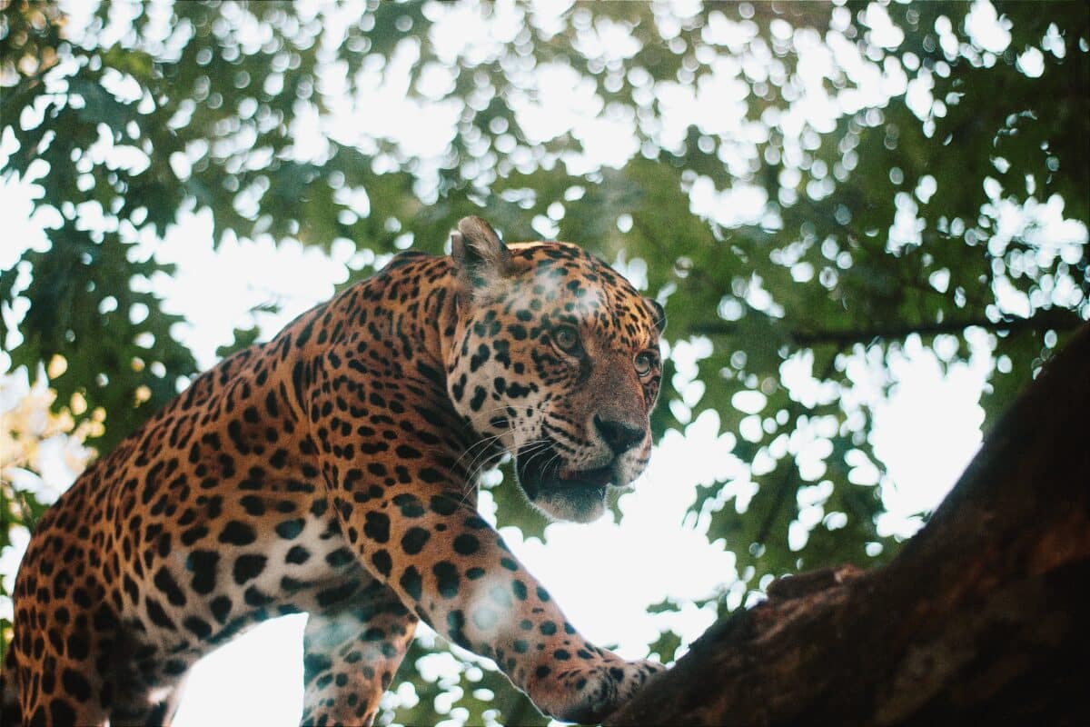 jaguar tree
