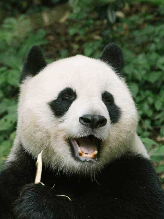 Watch: Sneezing Panda Cub Scares His Four Siblings