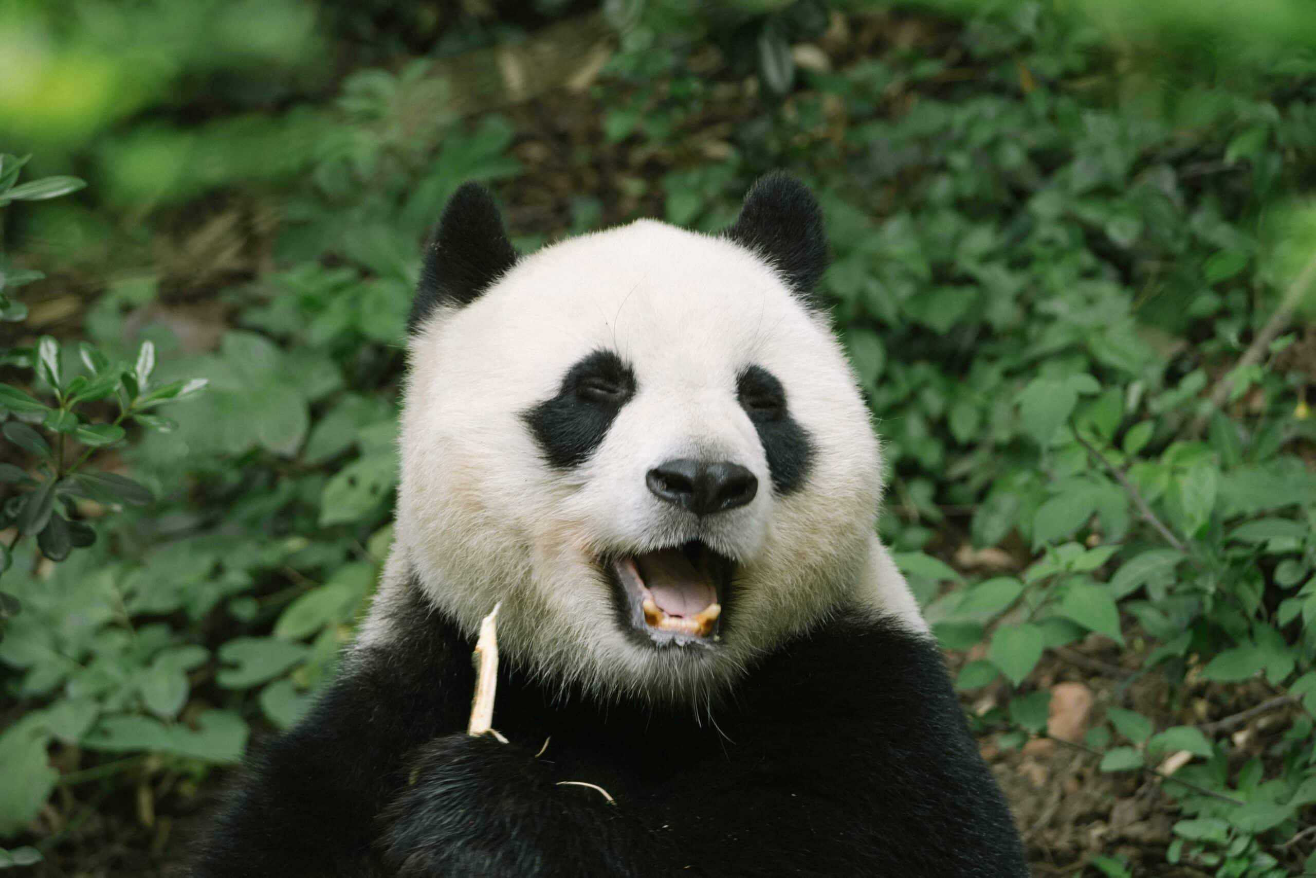 Sneezing Panda Cub