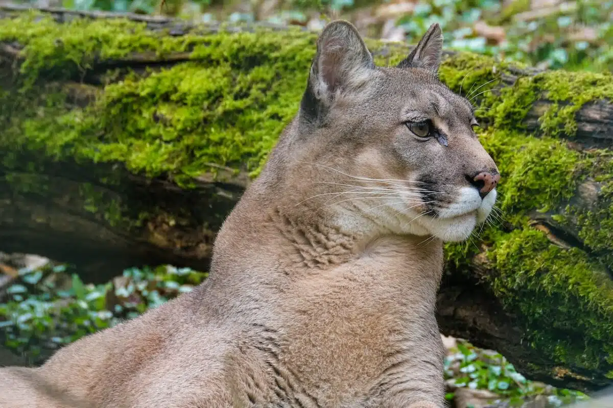 mountain lion inside apartment complex