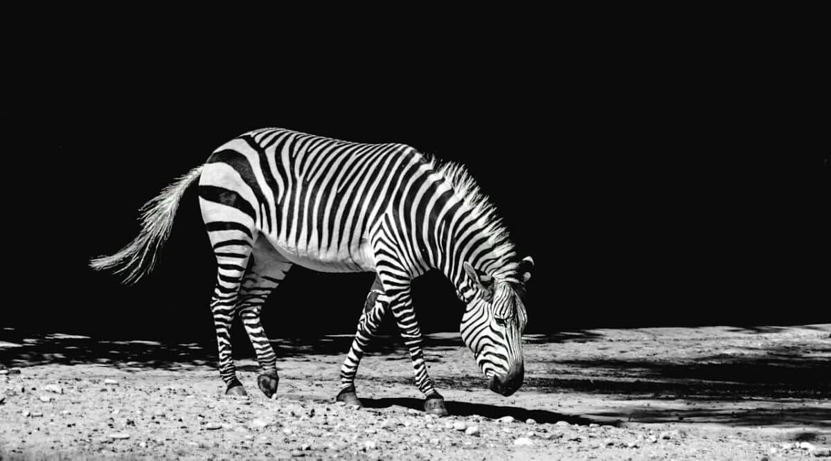 zebra