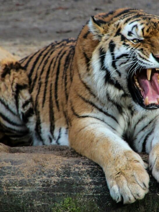 Watch: Tiger Charges at Scooter on a Remote Road
