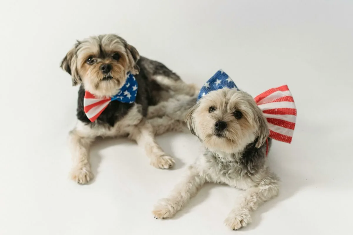 American Dogs