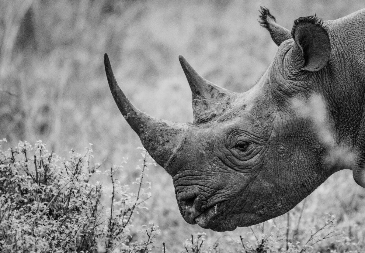 rhino in black and white