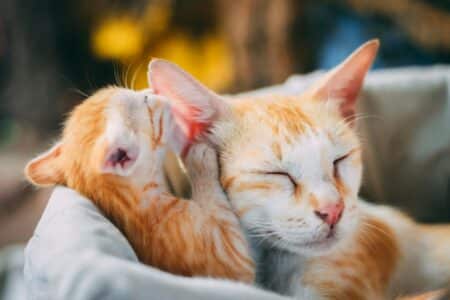 The Evolution of Cats: How They Adopted Us