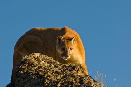 10 Hiking Trails with Most Mountain Lion Sightings in the United States
