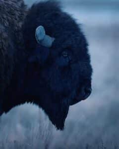 Photographer Captures Rare Moment of Bison Crying on Video