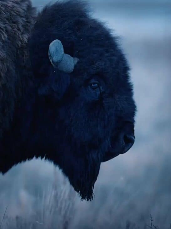 Photographer Captures Rare Moment of Bison Crying on Video