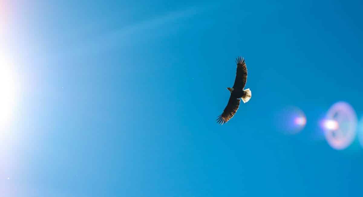 eagle in the sky