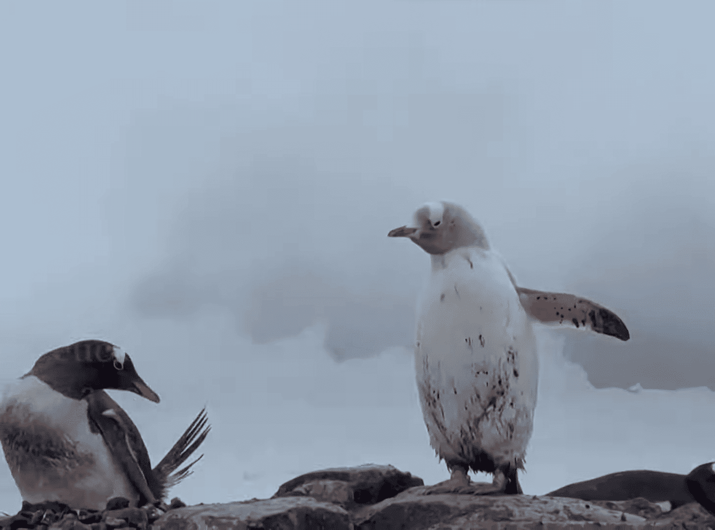 Rare white penguin in Antarctica