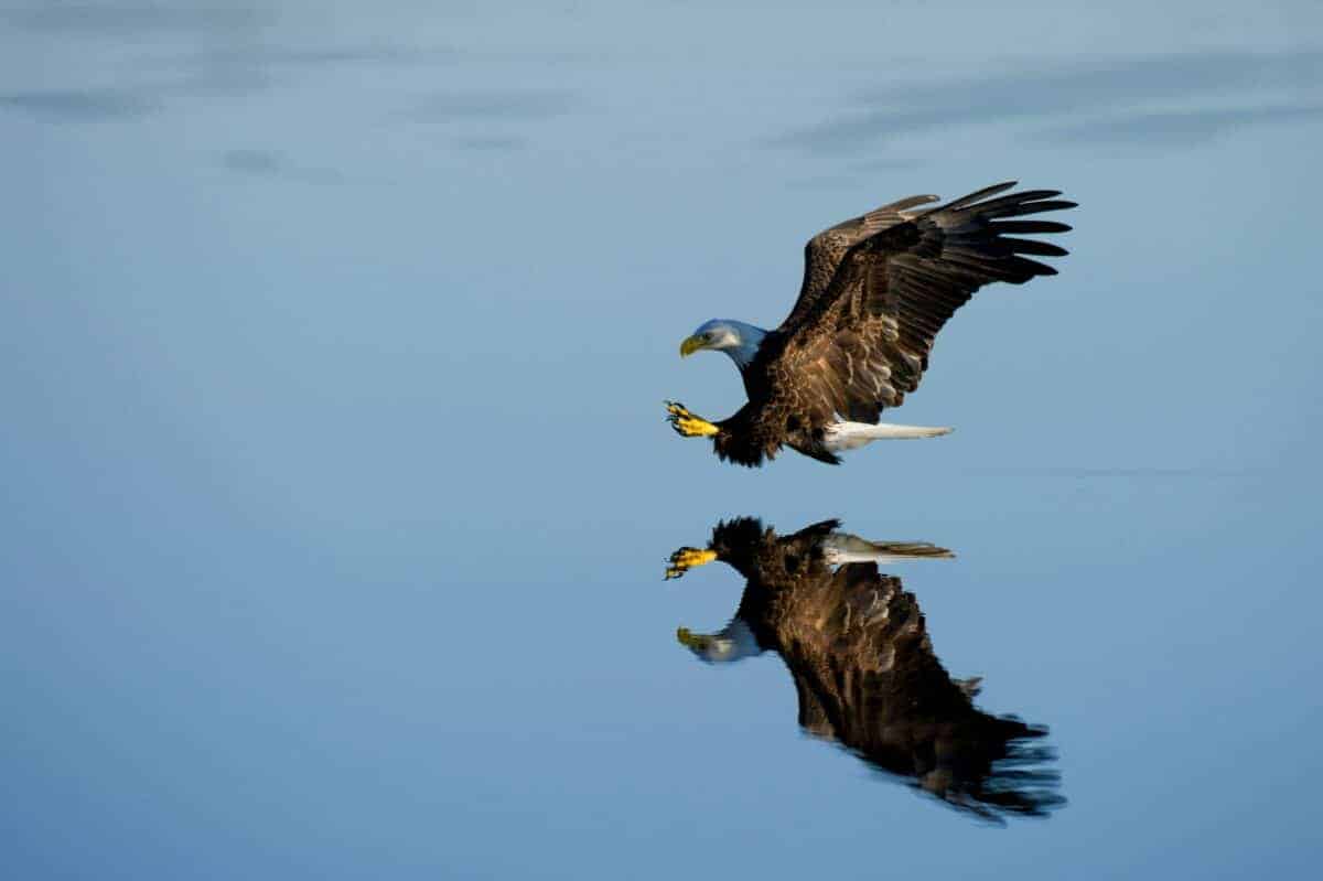 eagle fishing