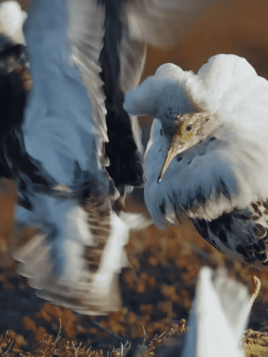 Watch: The Fascinating Courtship of Ruffs