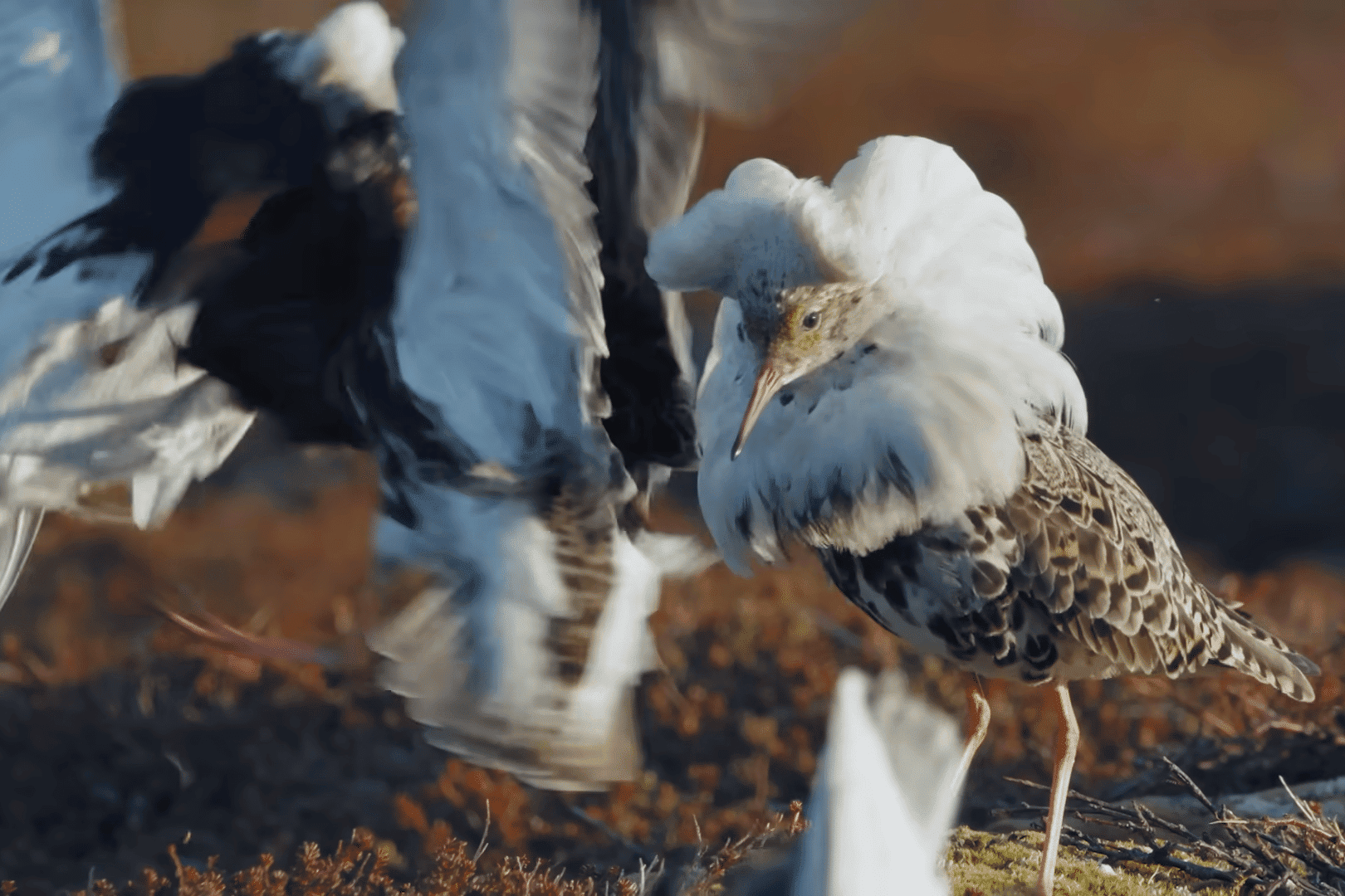 Two ruff birds fighting while one calmly watches