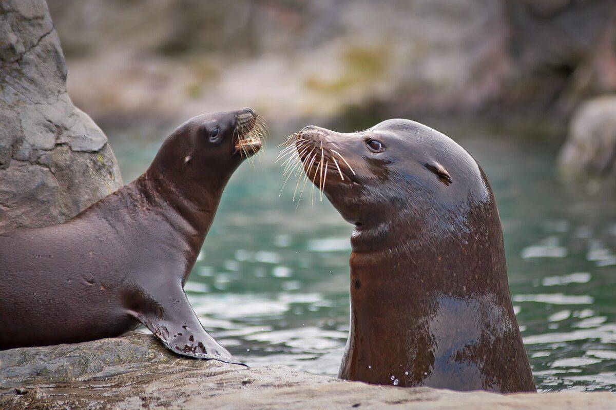 sea lion