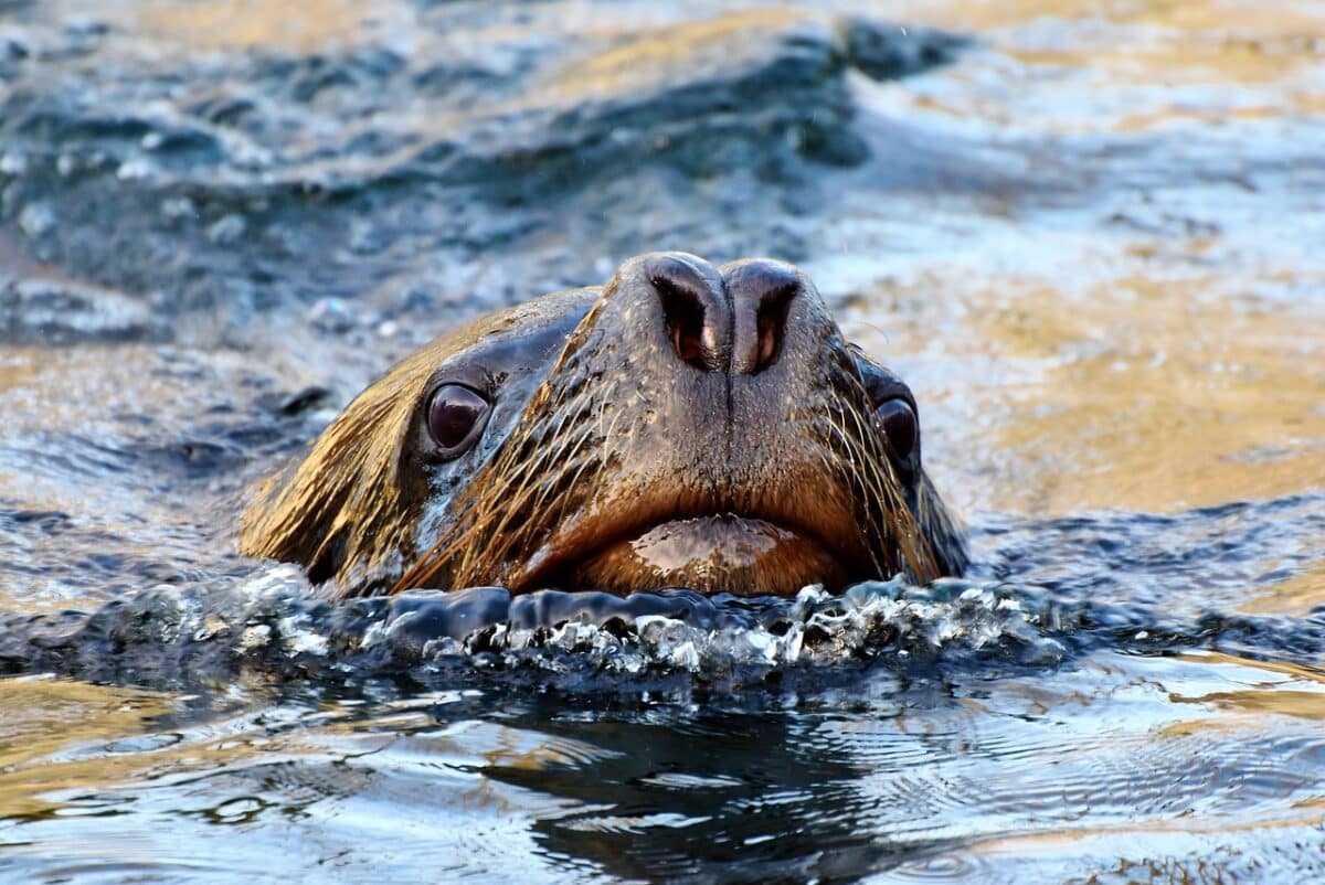 sea lion