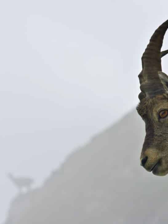 Climate Change is Making Mountain Goats Nocturnal